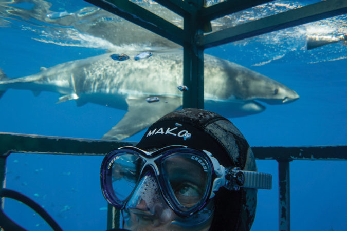GaelinRosenwaks1.Gaelin-filming-Great-White-Sharks-in-Guadalupe-Island,-Mexico Gaelin-Rosenwaks-featured