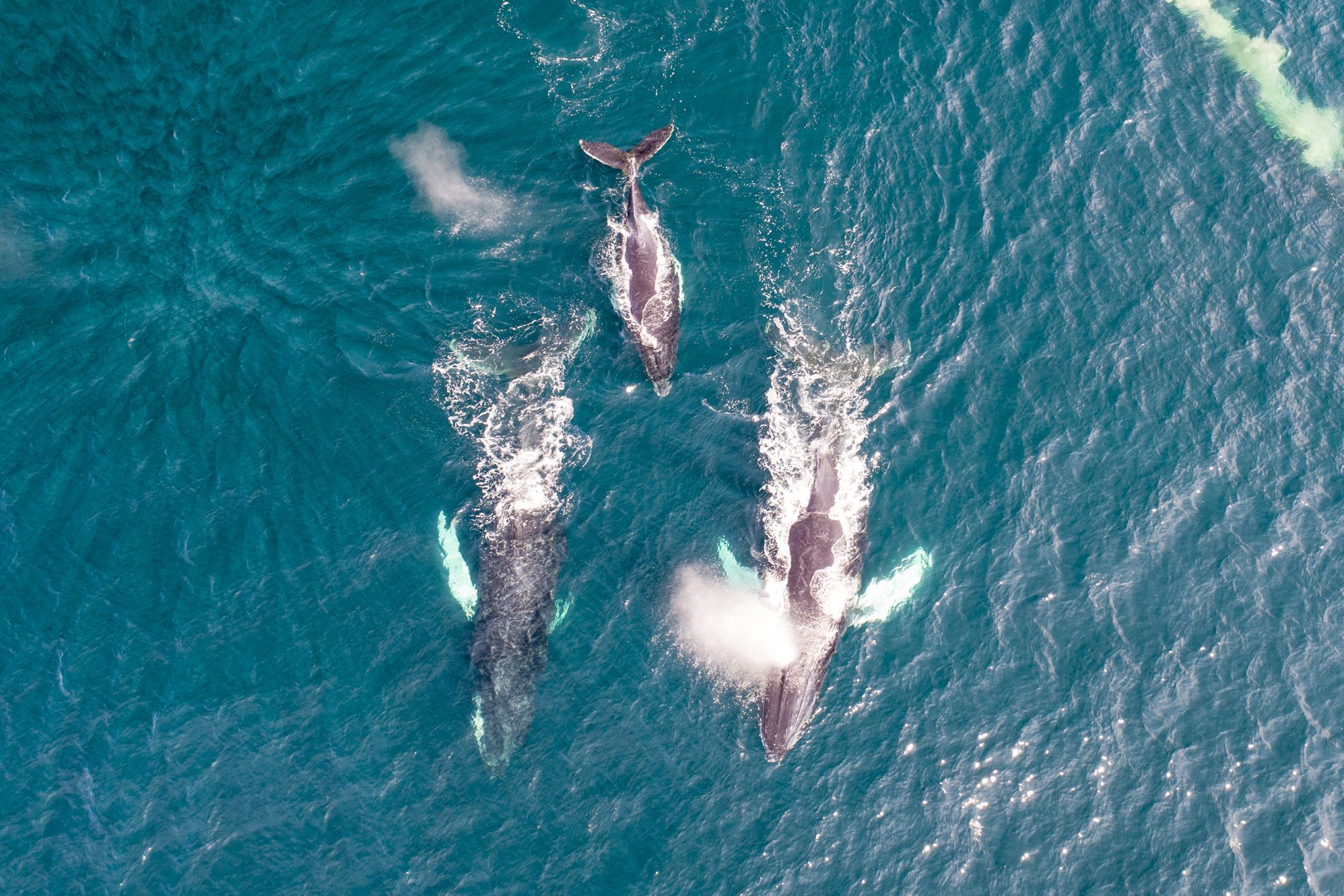 Humpback Whales’ Annual Spectacle Adds Further Wonderment To Montauk 